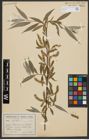 Foto von Salix alba L.
